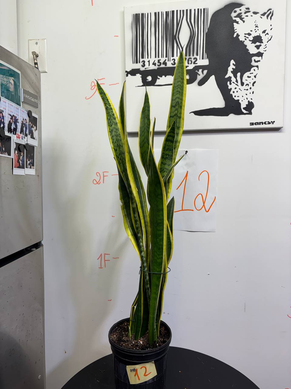 Sansevieria Trifasciata 'Laurentii' | Tall 3ft Snake Plant | NYC Indoor Air Purifier