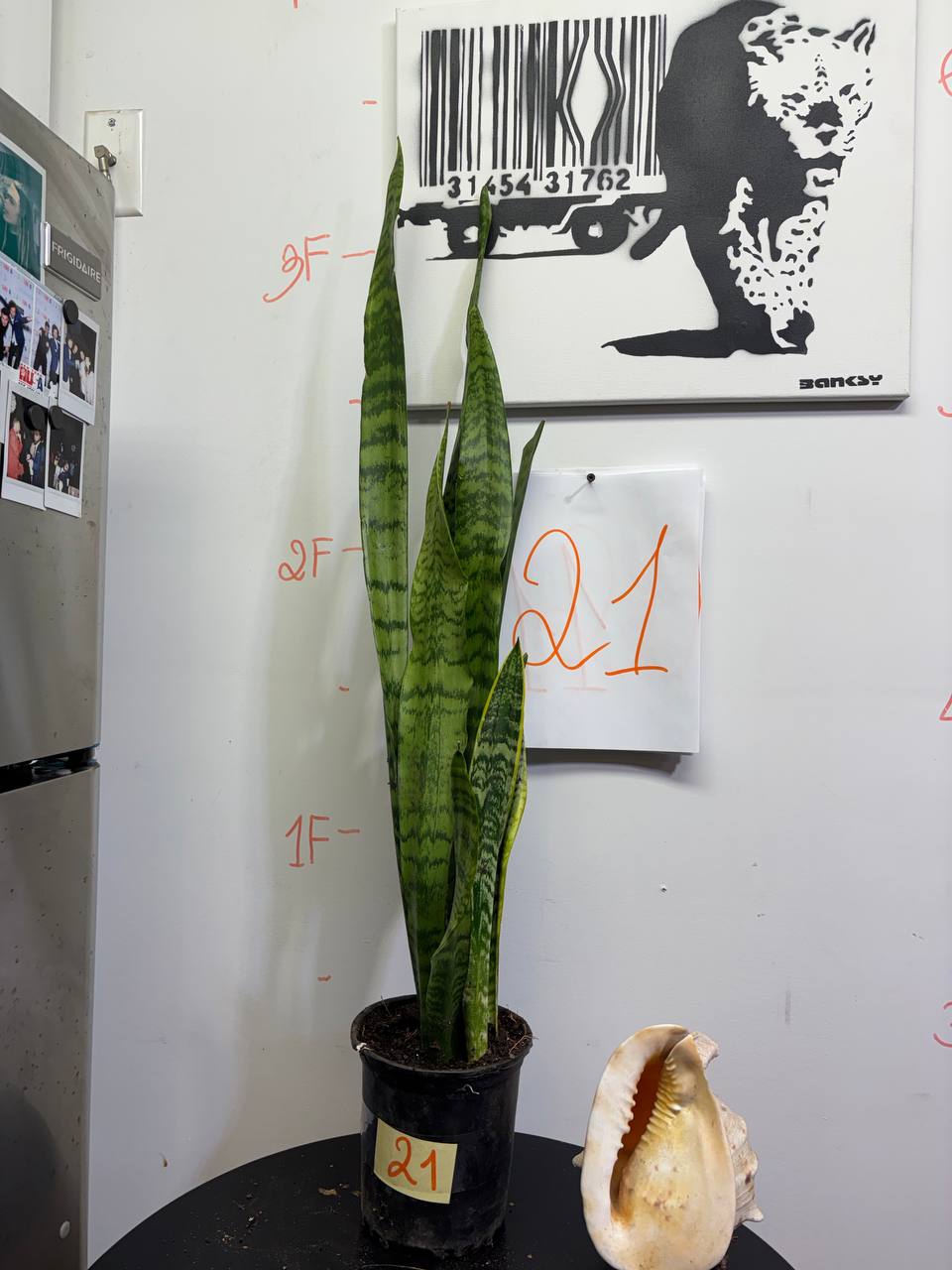 Architectural Sansevieria | 3ft Potted Statement Plant for Modern Interiors