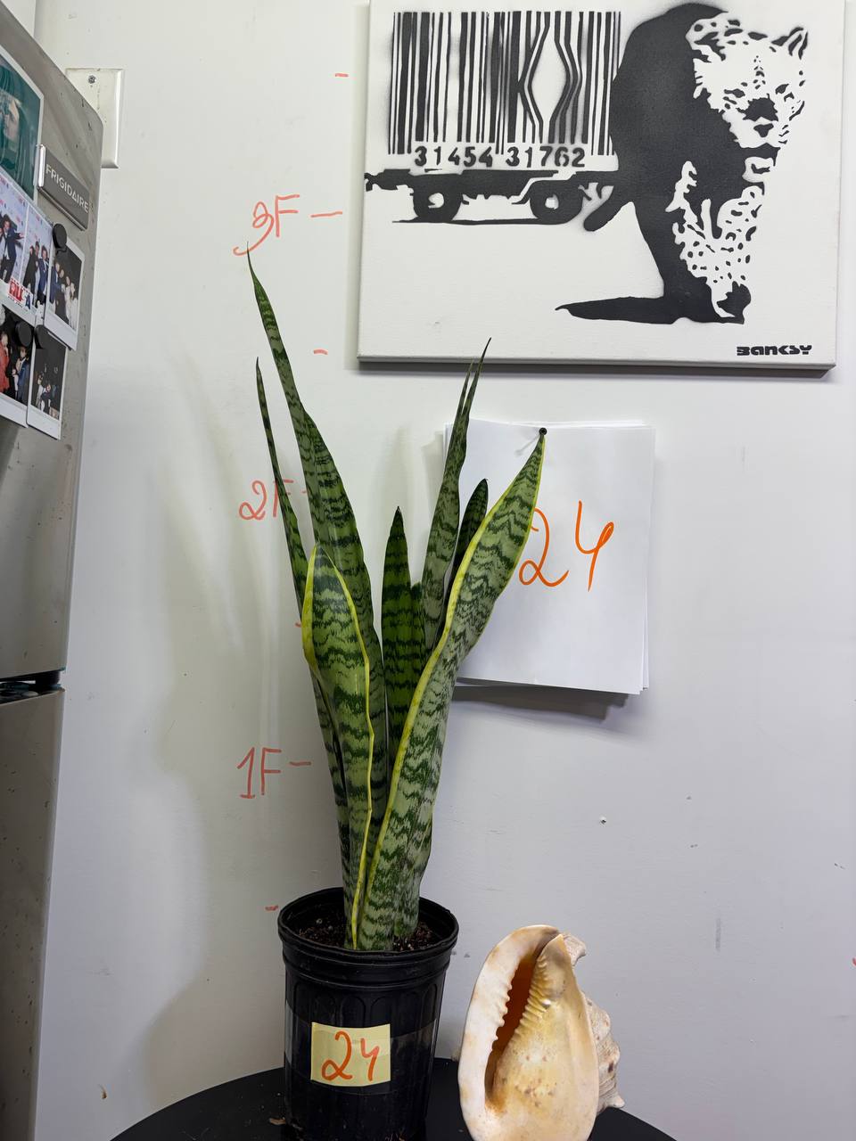 Bedroom Snake Plant | NASA-Recommended Oxygen Producer at Night (3ft)