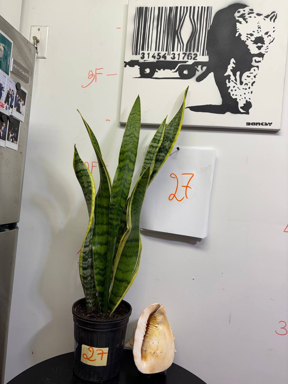 Sansevieria Trifasciata 'Laurentii' | Gold-Edged Tall Houseplant, Petite Tree