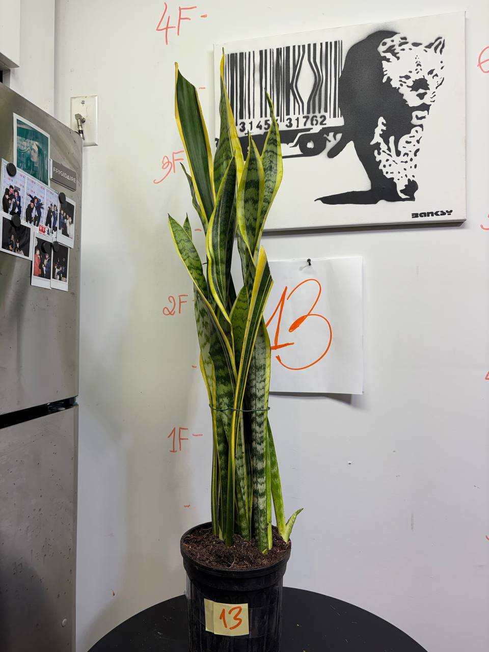 Majestic 4-Foot Snake Plant | Floor-to-Ceiling Statement for NYC Lofts