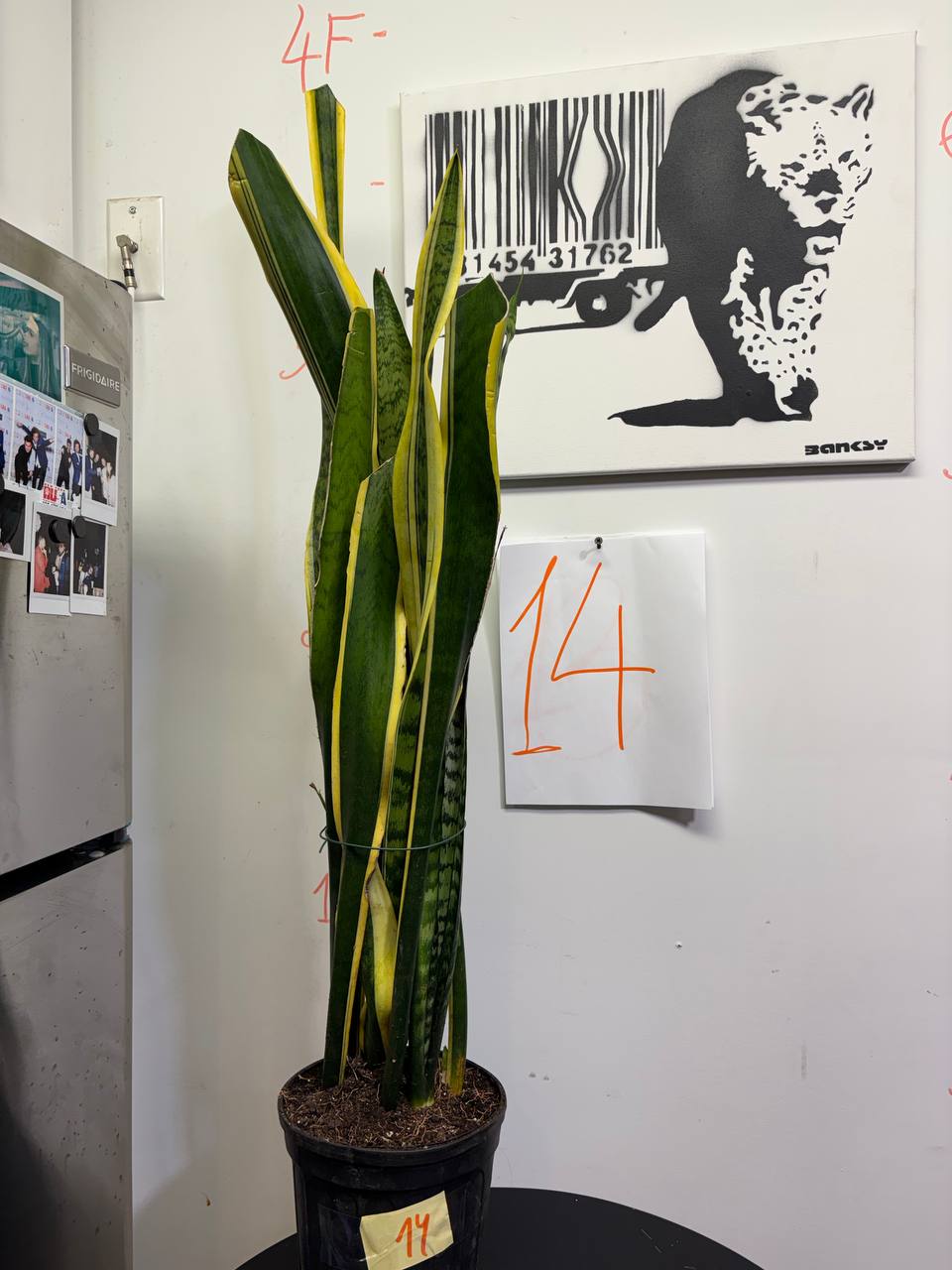 Sansevieria Trifasciata 'Laurentii' | Extra Tall 4ft Air-Purifying Column
