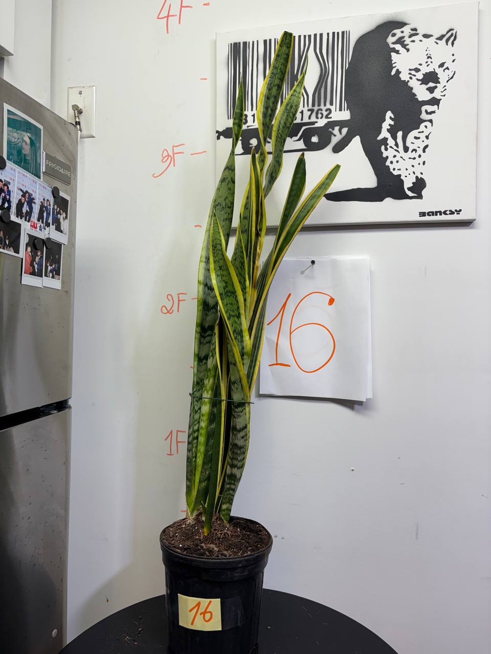 Architectural Giant Sansevieria | 4ft Sculptural Focal Point Plant