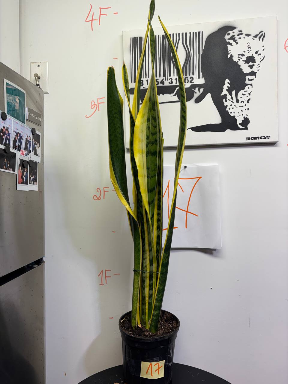 Tower of Oxygen: 4ft Bedroom Snake Plant | NASA-Studied Nighttime Air Purifier