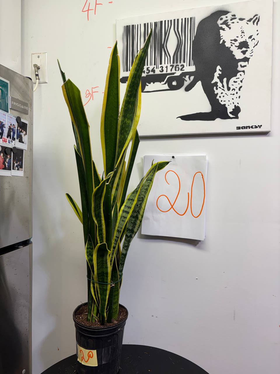 Grand Sansevieria 'Mother-in-Law's Tongue' | Pre-Potted 4ft Indoor Giant