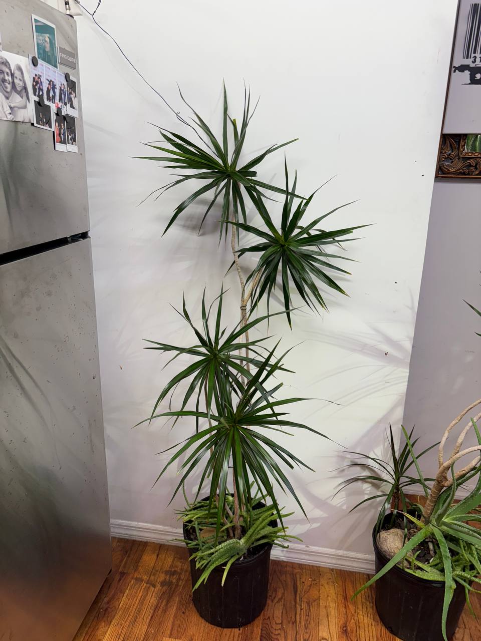 Dracaena Marginata 4ft — Elegant Air-Purifying Accent for Your NYC Apartment