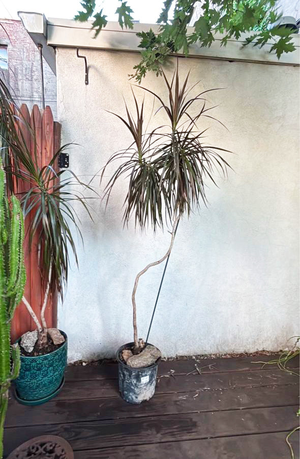Dracaena Marginata 6ft | Majestic Air-Purifying Sculpture for NYC Homes