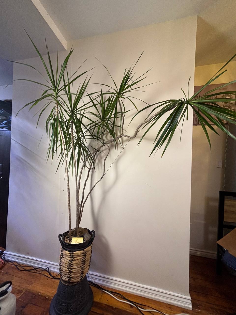 Dracaena Marginata 6ft — An Instant Statement Piece for Your NYC Space