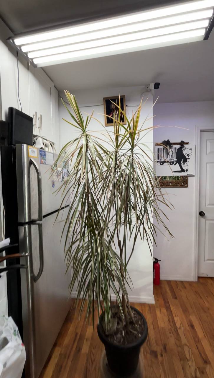 Statement 7-Foot Dracaena Marginata — A Grand Indoor Accent for New York's Finest Spaces