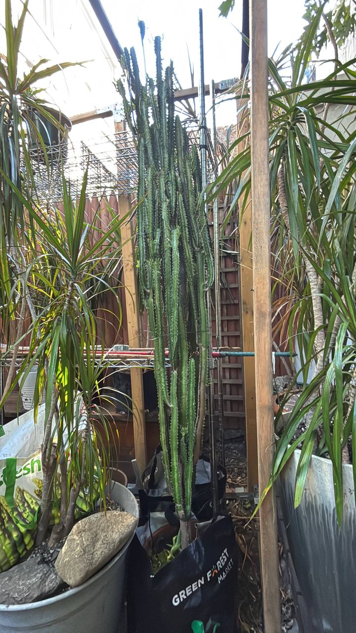 Majestic 7-Foot African Milk Tree — A Striking Architectural Centerpiece for Your NYC Space