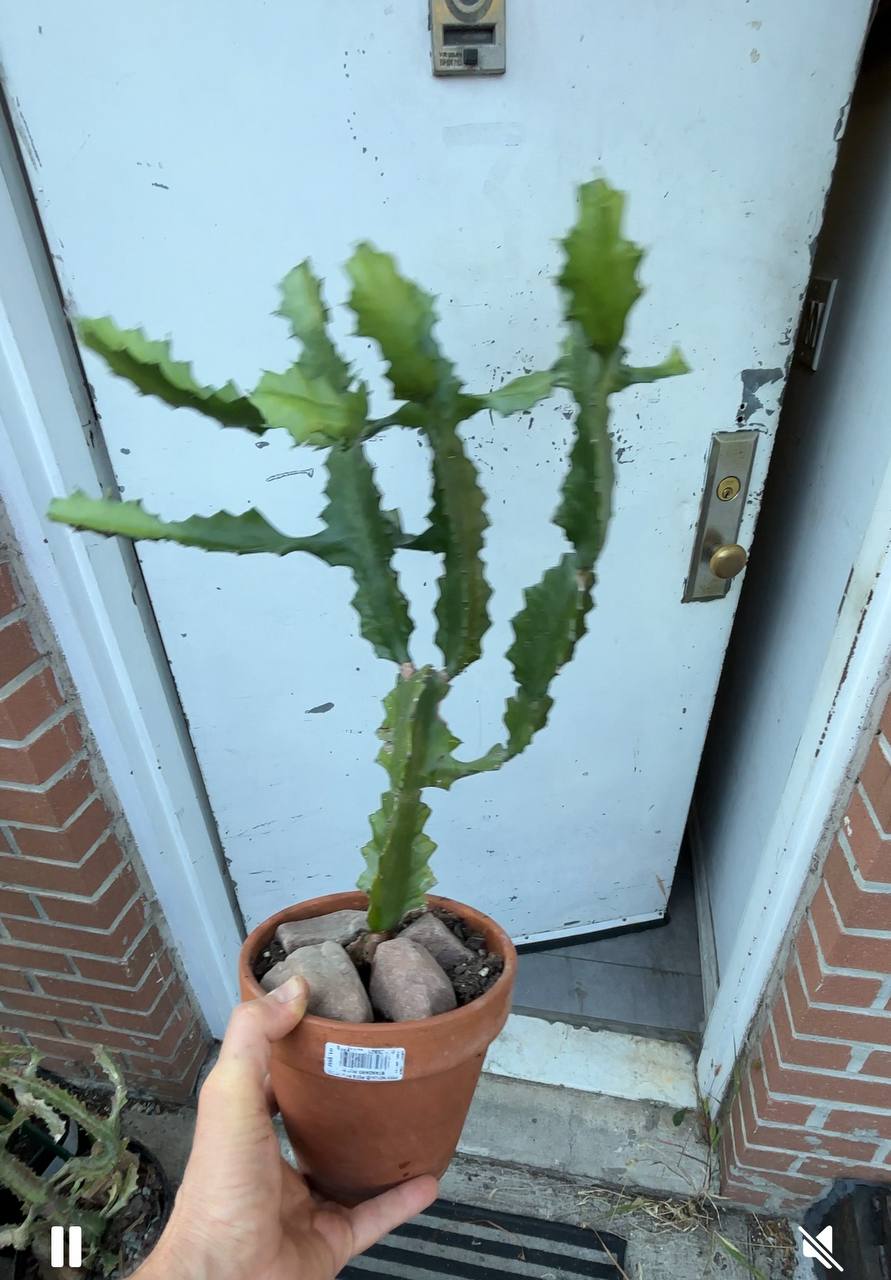 Candelabra Cactus — A 2-Foot Tall Bolt of Greenery for a Striking Interior Accent