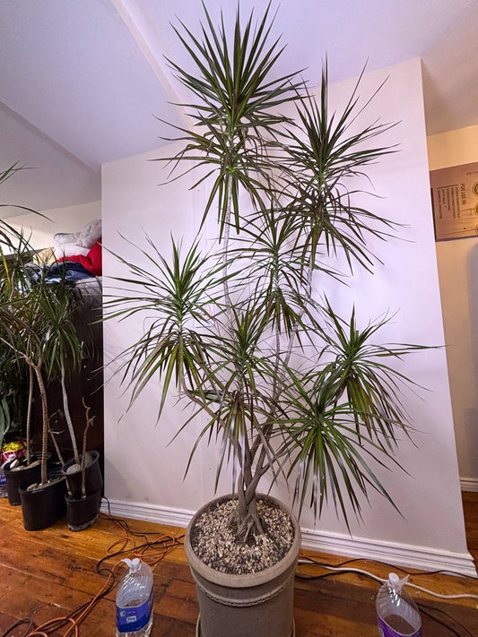 Towering 8-Foot Dracaena Marginata — A Grand Botanical Statement for New York Interiors