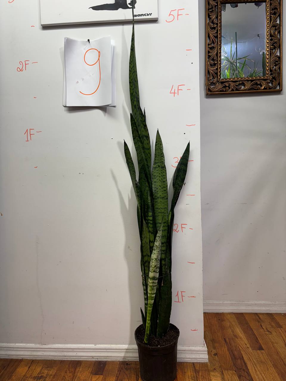 NASA-Approved Air Purifier: The Oxygen-Boosting Snake Plant