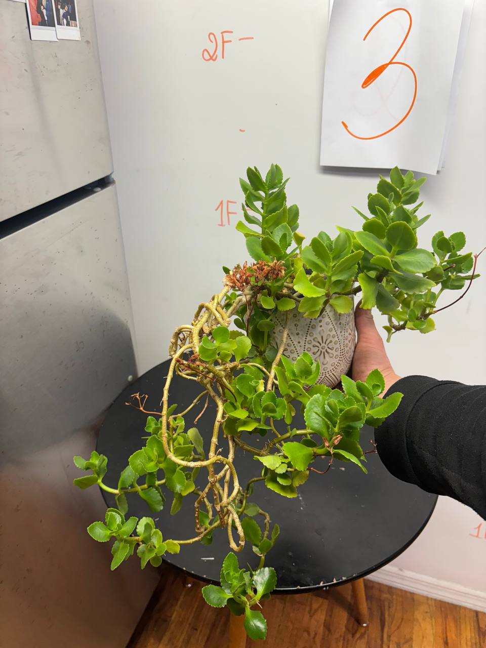 Kalanchoe Blossfeldiana Succulent | Florist Kalanchoe