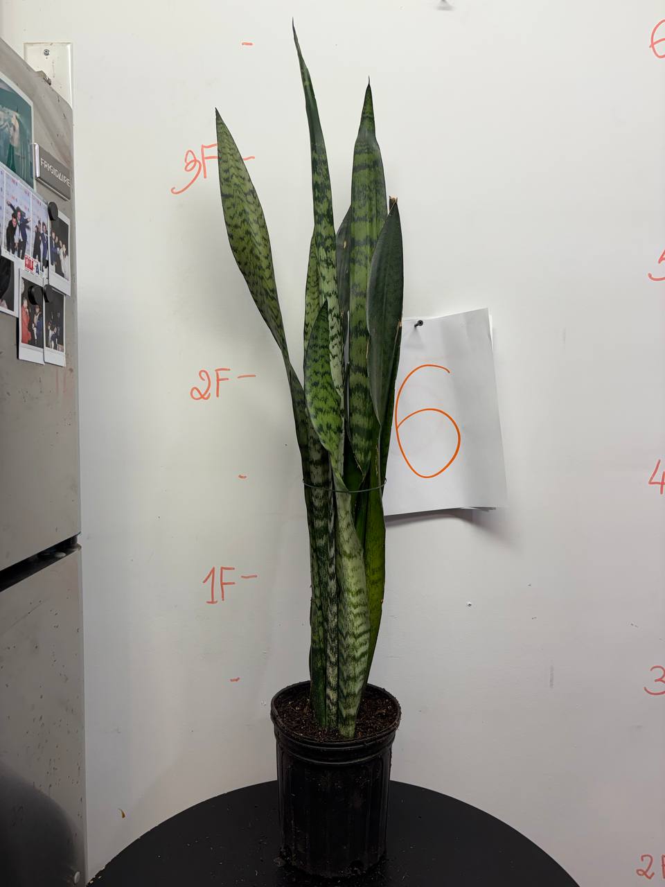 Snake plant Mother-in-law's Tongue, also known as Saint George's Sword or Viper's Bowstring Hemp / Sansevieria trifasciata