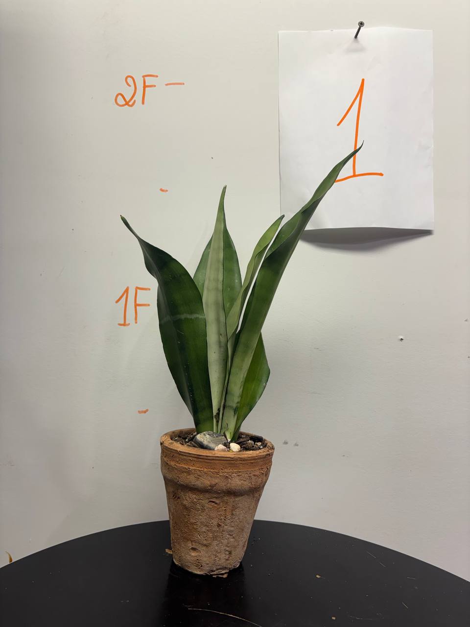 Sansevieria, Moonshine in 4" Pot , Snake plant