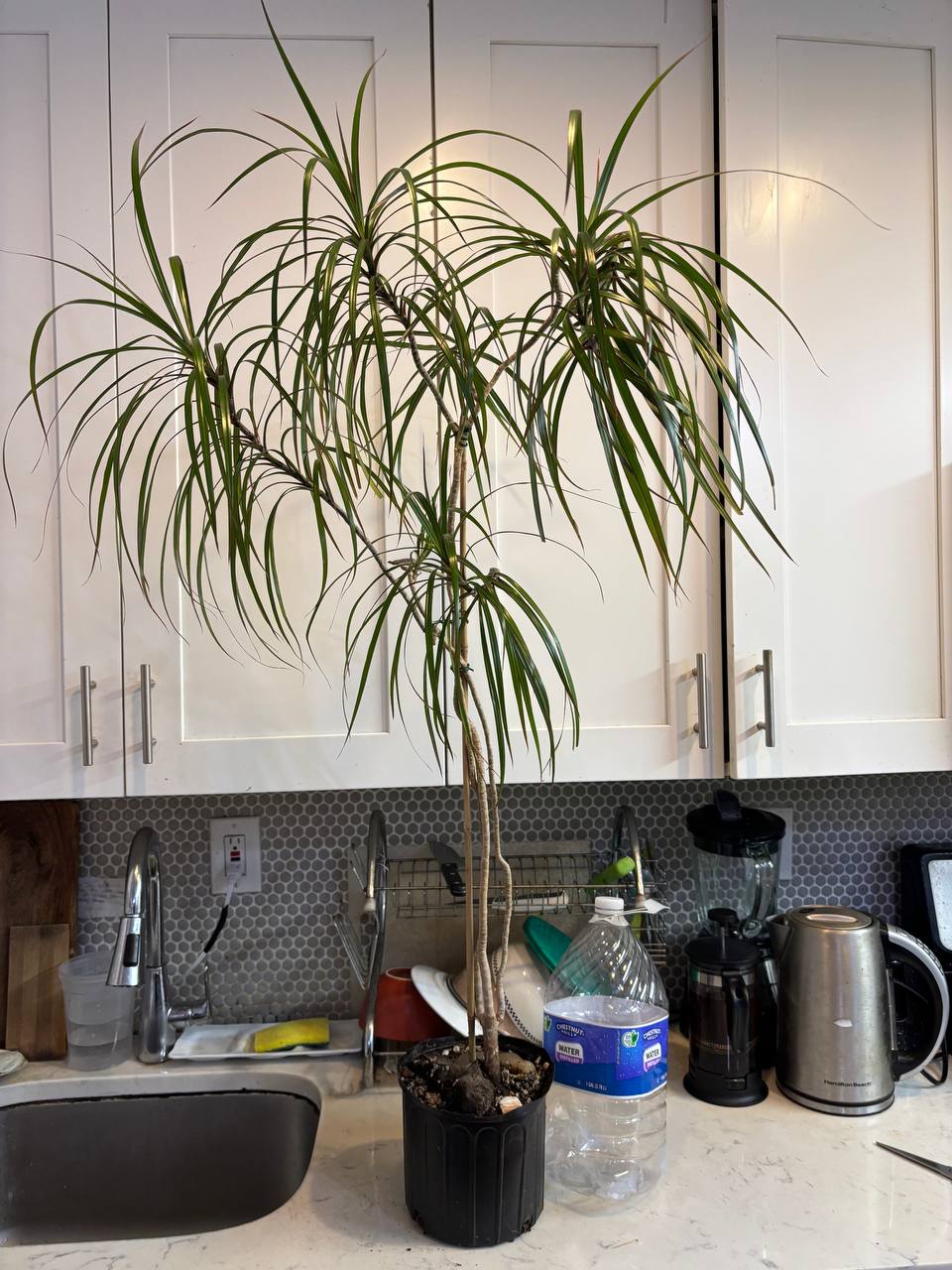 Dracaena Marginata 4 Feet — An Elegant Accent for Your New York Home
