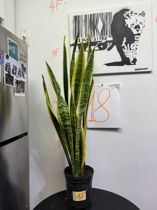 3-Foot Tall Snake Plant | Low-Light Champion for NYC Apartments & Offices