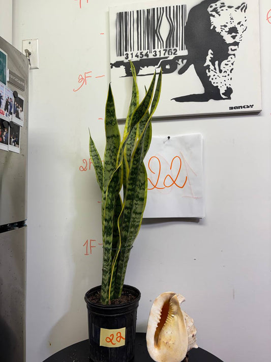 'Mother-in-Law's Tongue' Sansevieria | Nearly Indestructible Tall Houseplant