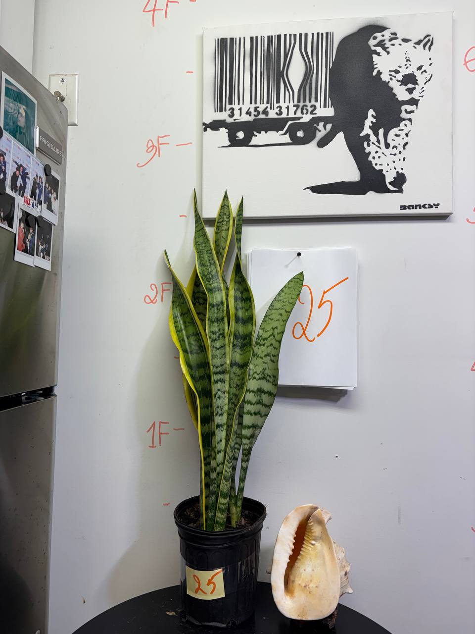 Variegated Sansevieria Trifasciata | Striking Vertical Accent Plant, 3ft