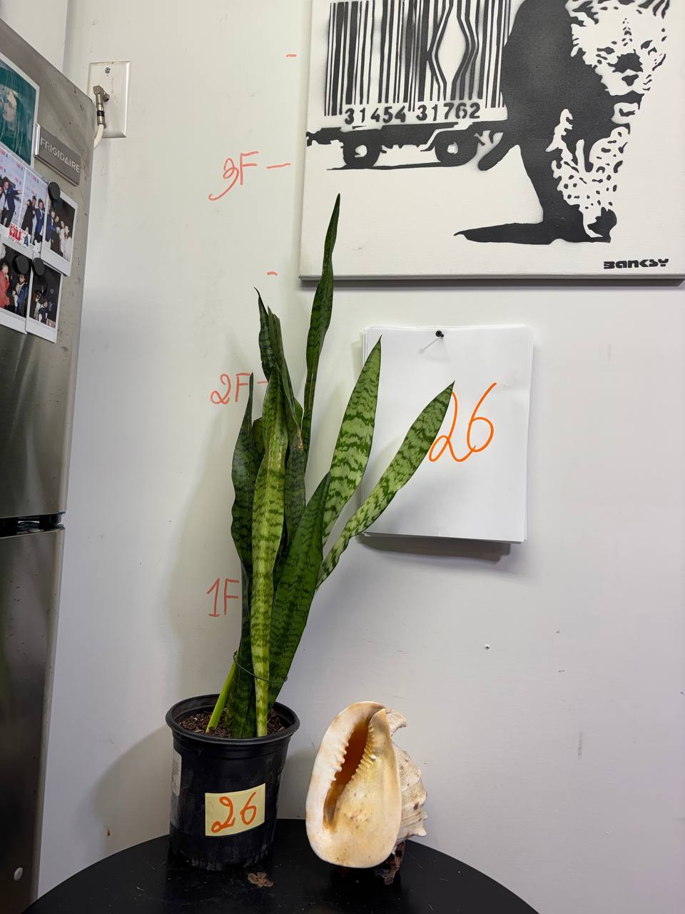 Low-Water Sansevieria | Perfect Tall Potted Plant for Busy New Yorkers