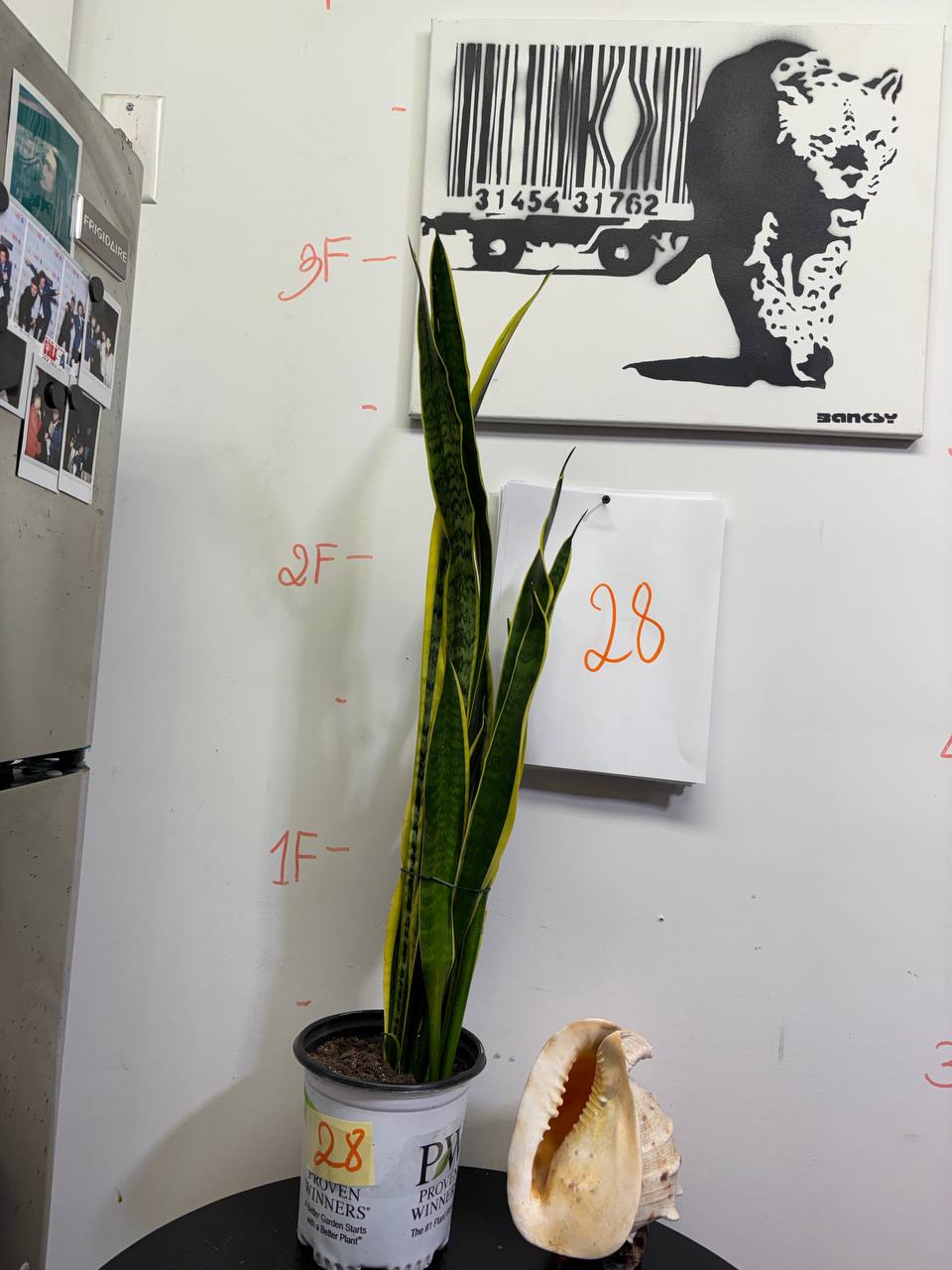The NYC-Proof Snake Plant | 3ft Tall, Ultra-Resilient & Stylish