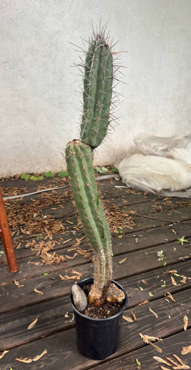 A Living Artifact of the Andes: 3-Foot Tall Trichocereus Peruvianus in New York