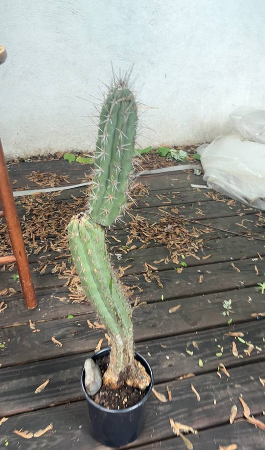 A Living Artifact of the Andes: 3-Foot Tall Trichocereus Peruvianus in New York