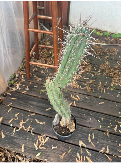 A Living Artifact of the Andes: 3-Foot Tall Trichocereus Peruvianus in New York