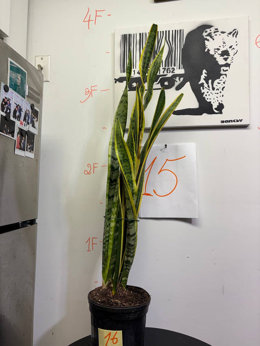 48" Indoor Snake Plant | Petite Tree Alternative for Large Spaces