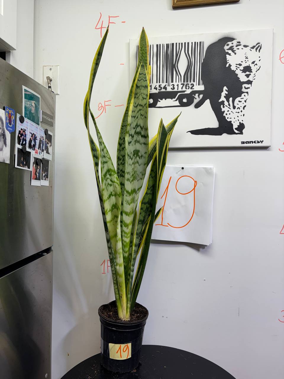 The Ultimate Urban Survivor | Extra Tall 4ft Snake Plant for Busy New Yorkers