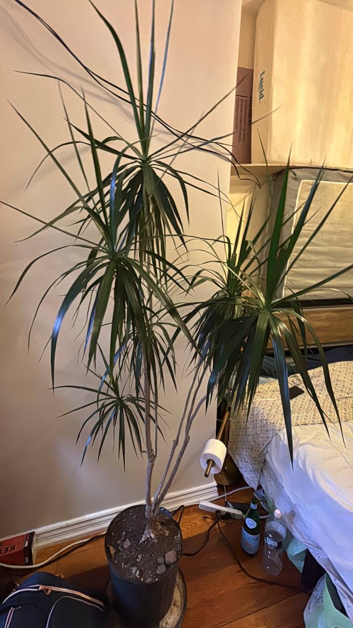 Dracaena Marginata 6ft — An Instant Designer Accent & Natural Air Purifier for Your NYC Space
