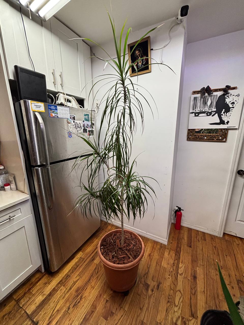 Majestic 7-Foot Dracaena Marginata — A Living Sculpture for Your New York Interior
