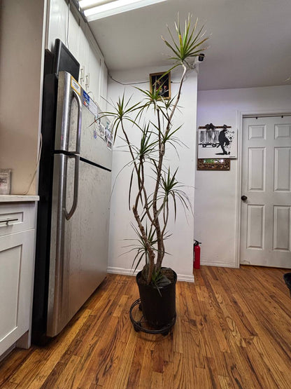 Majestic 7-Foot Dracaena Marginata — A Ready-Made Green Statement for Luxurious New York Interiors