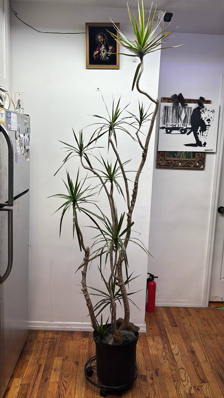 Majestic 7-Foot Dracaena Marginata — A Ready-Made Green Statement for Luxurious New York Interiors