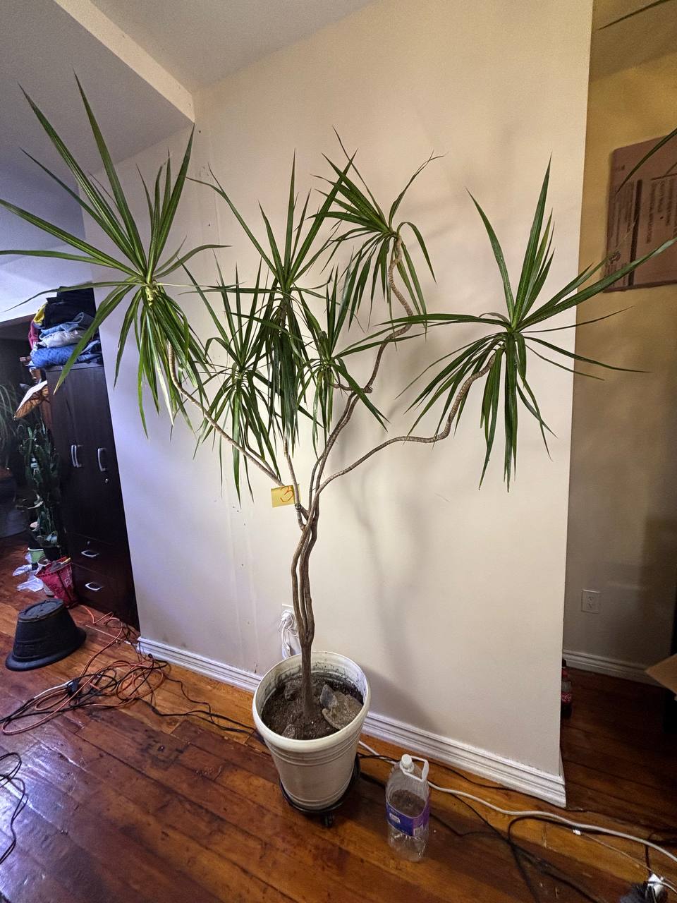 Majestic 7-Foot Dracaena Marginata — Elevate Your NYC Space with Living Sculpture