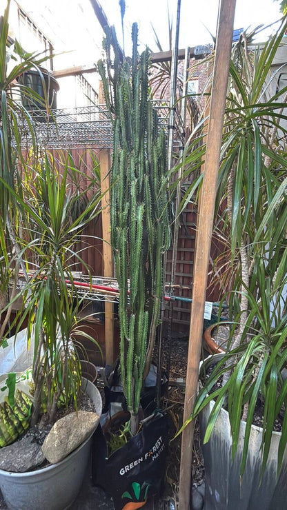 Majestic 7-Foot African Milk Tree — A Striking Architectural Centerpiece for Your NYC Space