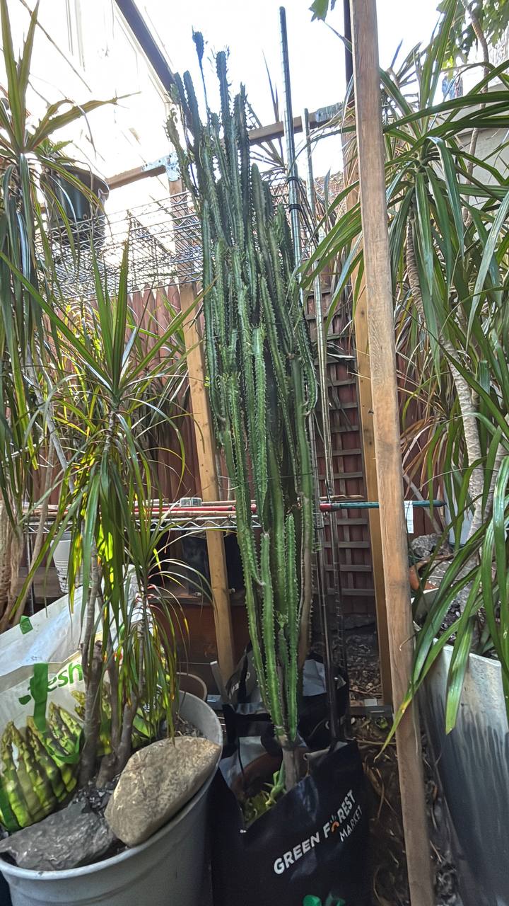 Majestic 7-Foot African Milk Tree — A Striking Architectural Centerpiece for Your NYC Space