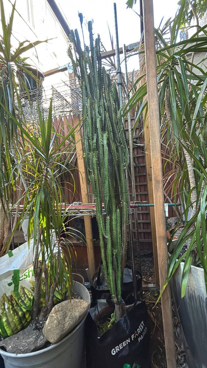 Majestic 7-Foot African Milk Tree — A Striking Architectural Centerpiece for Your NYC Space