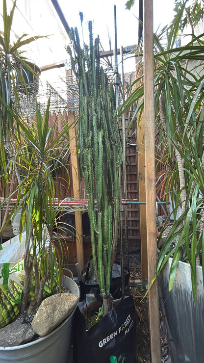 Majestic 7-Foot African Milk Tree — A Striking Architectural Centerpiece for Your NYC Space