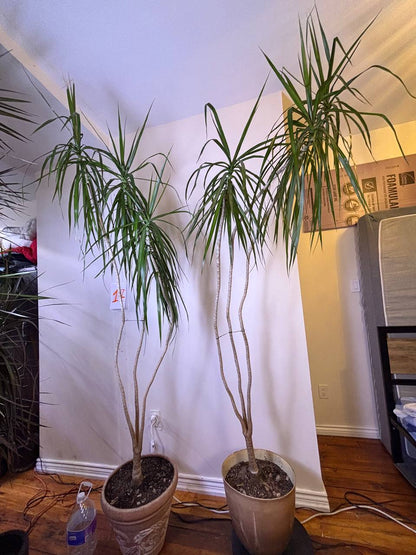 Double the Elegance: Dracaena Marginata Pair — Buy One or Two for Your New York Space. One for $300 | Two for $550