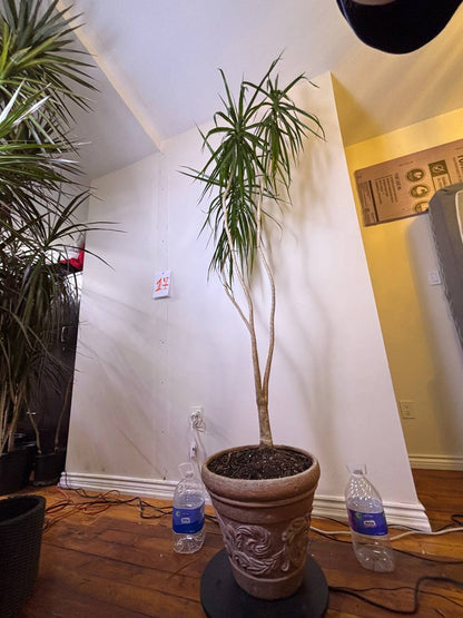 Double the Elegance: Dracaena Marginata Pair — Buy One or Two for Your New York Space. One for $300 | Two for $550