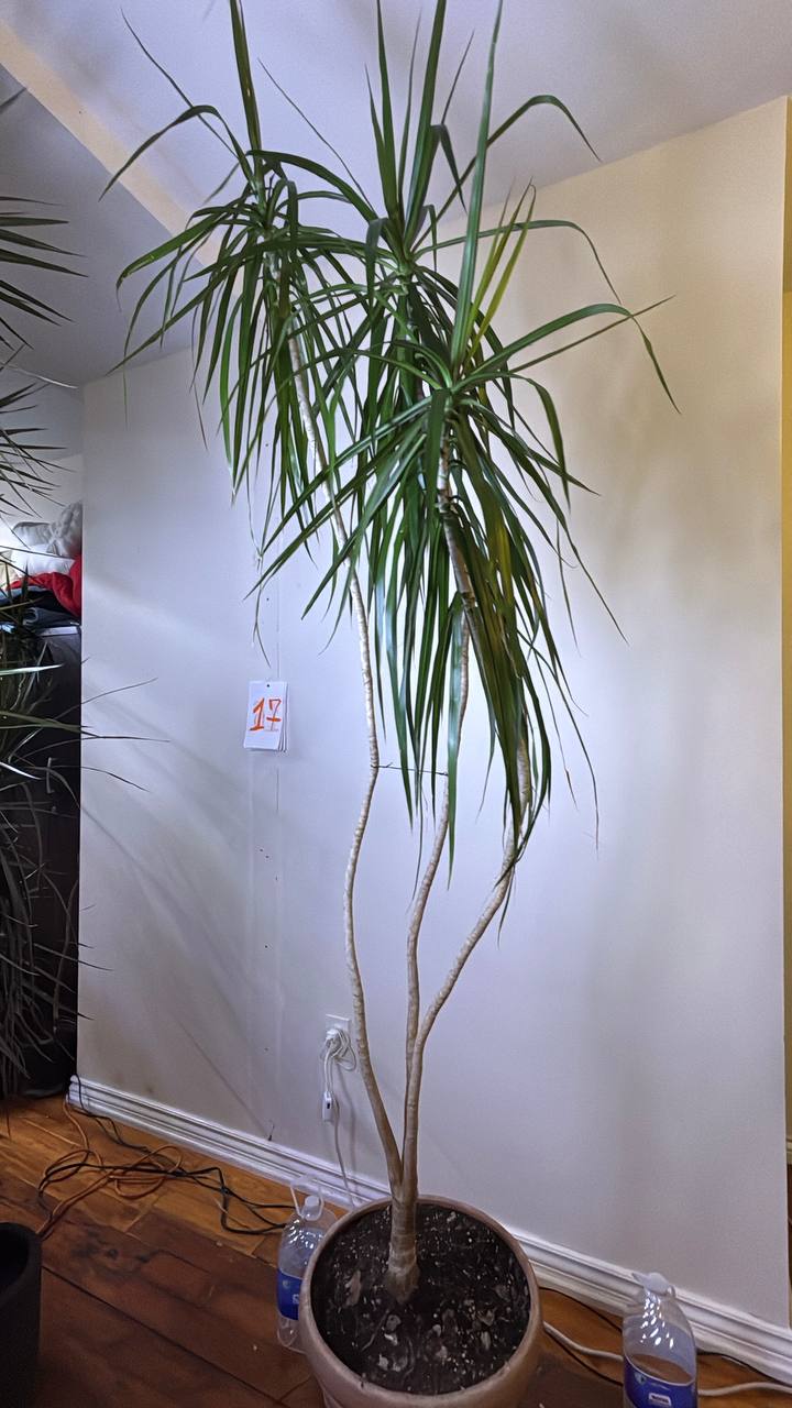 Double the Elegance: Dracaena Marginata Pair — Buy One or Two for Your New York Space. One for $300 | Two for $550
