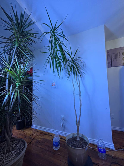 Double the Elegance: Dracaena Marginata Pair — Buy One or Two for Your New York Space. One for $300 | Two for $550