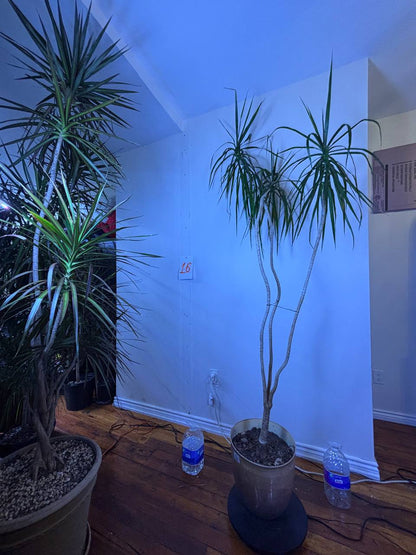 Double the Elegance: Dracaena Marginata Pair — Buy One or Two for Your New York Space. One for $300 | Two for $550