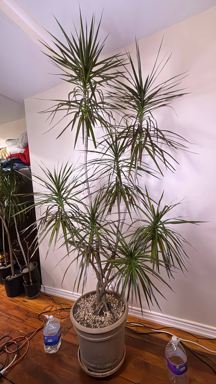 Towering 8-Foot Dracaena Marginata — A Grand Botanical Statement for New York Interiors