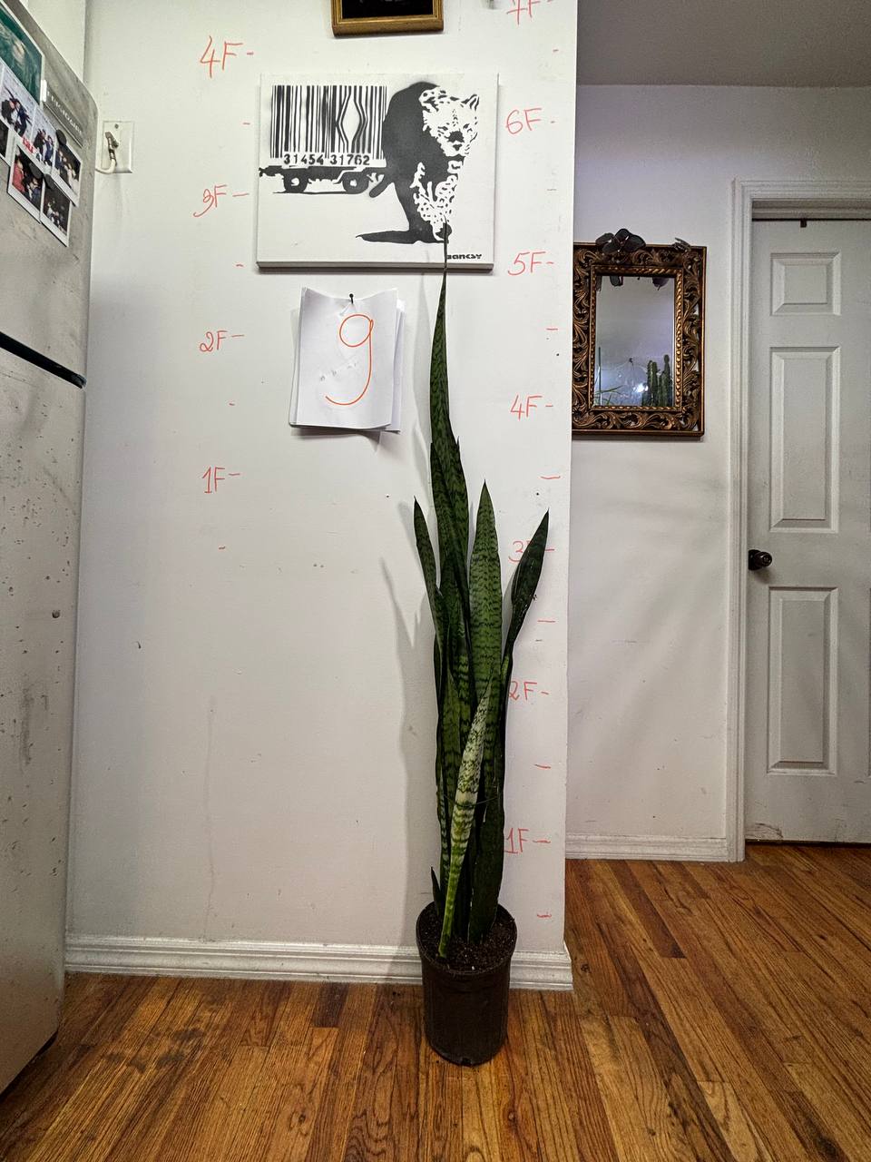 The Bedroom Guardian: Snake Plant for Better Sleep & Air