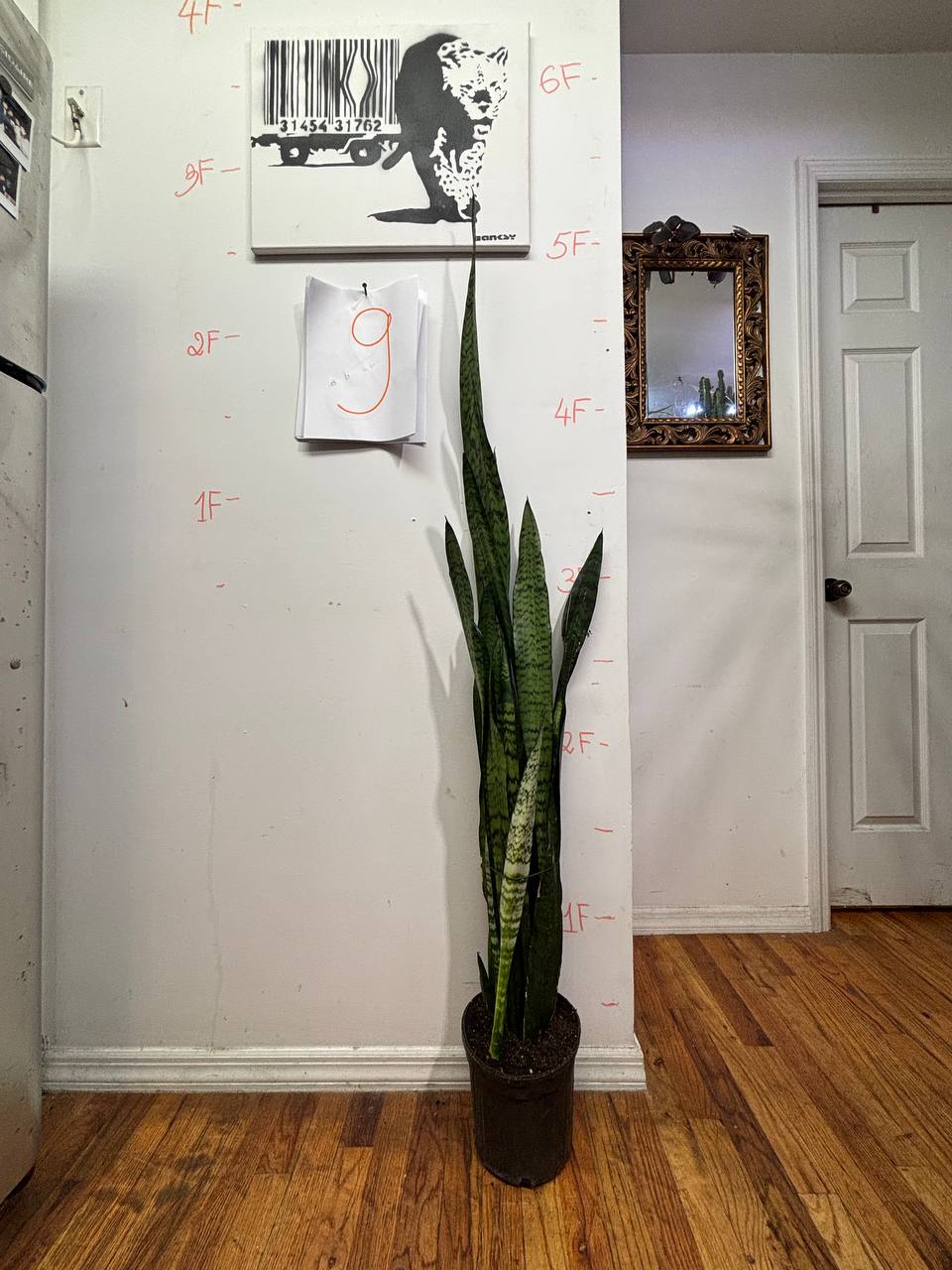 The Bedroom Guardian: Snake Plant for Better Sleep & Air