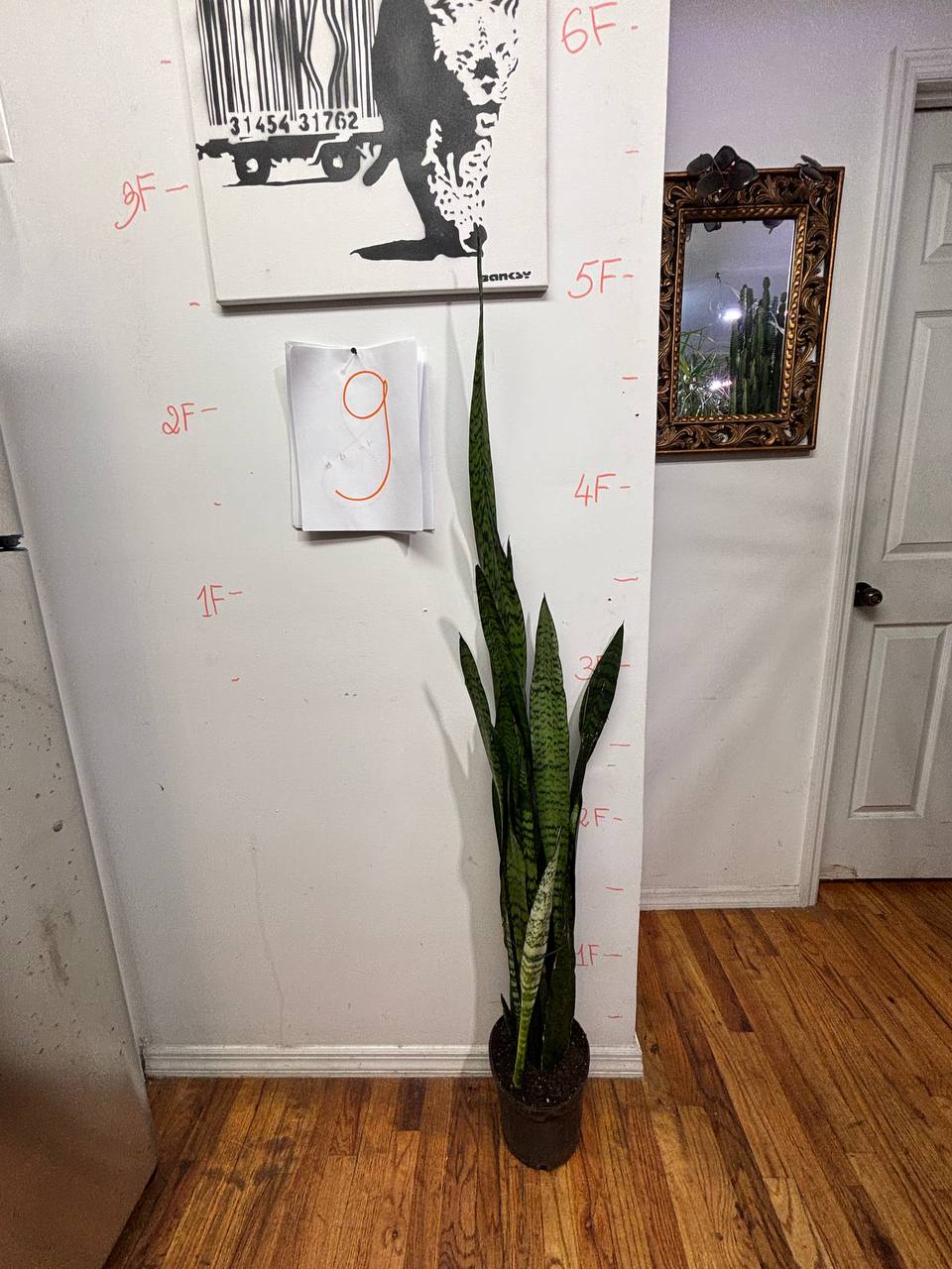 The Bedroom Guardian: Snake Plant for Better Sleep & Air