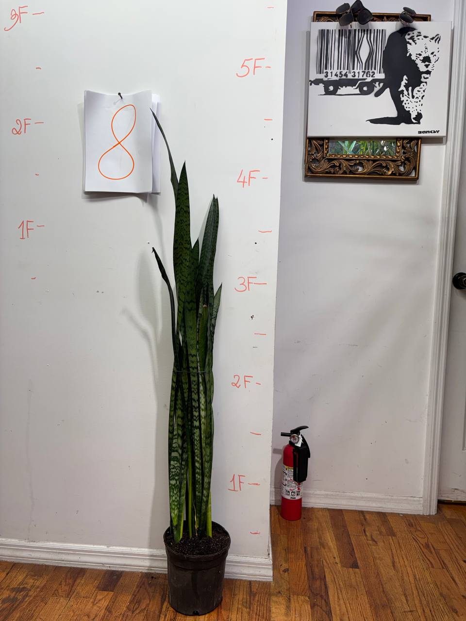 Snake Plant: The Architectural Statement for Modern Living